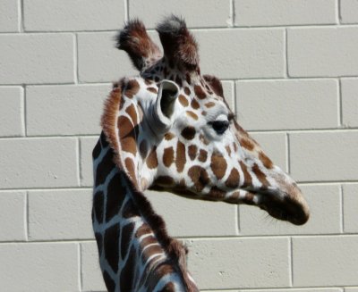 Giraffe - Henry Vilas Zoo - Madison, WI - July 9, 2009