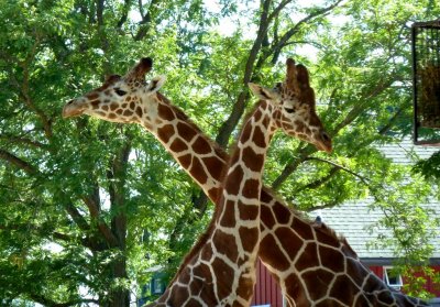 Giraffe - Henry Vilas Zoo - Madison, WI - July 2, 2011 