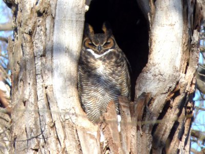 Great horned owl - Pheasant Branch Conservancy, Middleton, WI - 2015-02-05