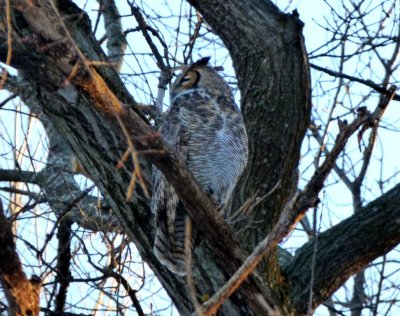Great horned owl - Pheasant Branch Conservancy, Middleton, WI - 2015-02-09