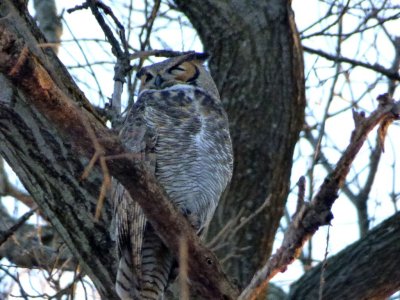 Great horned owl - Pheasant Branch Conservancy, Middleton, WI - 2015-02-09