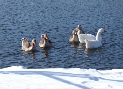 geese at Babcock Park, McFarland, WI - 2015-02-14 