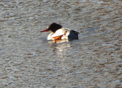 common merganser - Babcock Park, McFarland, WI - 2015-02-14 