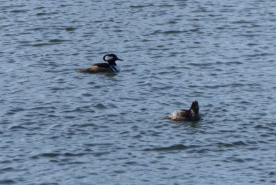 hooded mergansers - Babcock Park, McFarland, WI - 2015-02-14