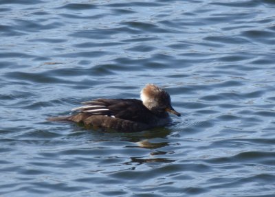 hooded merganser female - Babcock Park, McFarland, WI - 2015-02-14