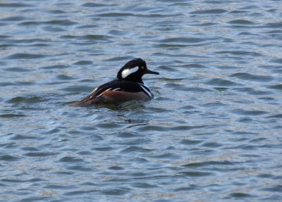 hooded merganser - Babcock Park, McFarland, WI - 2015-02-14