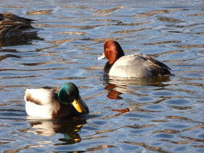 redhead and mallard - Babcock Park, McFarland, WI - 2015-02-14