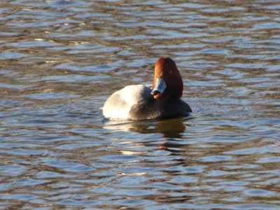 redhead - Babcock Park, McFarland, WI - 2015-02-14 