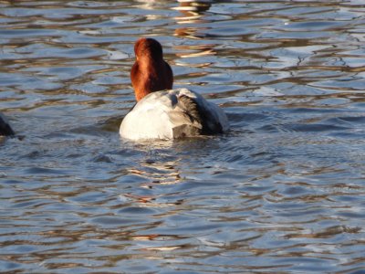 redhead - Babcock Park, McFarland, WI - 2015-02-14 