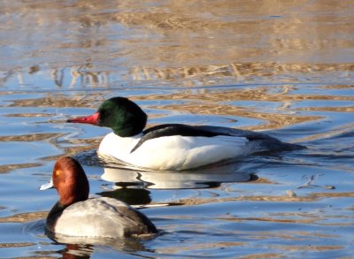 redhead and common merganser - Babcock Park, McFarland, WI - 2015-02-14