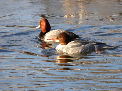 redhead and common merganser female - Babcock Park, McFarland, WI - 2015-02-14