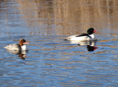 common mergansers - Babcock Park, McFarland, WI - 2015-02-14 