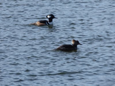 hooded mergansers - Babcock Park, McFarland, WI - 2015-02-14