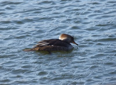 hooded merganser female - Babcock Park, McFarland, WI - 2015-02-14