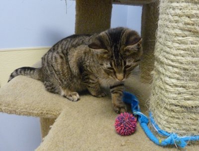 Cats at Angel's Wish Adoption Agency - GALLERY