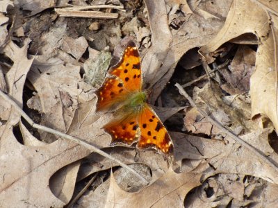 Eastern comma - Stricker's Pond, Middleton, WI - 2015-03-20