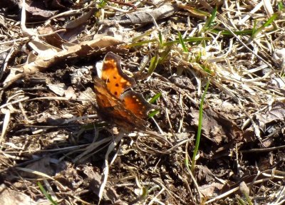 Eastern comma - Blue Mound State Park, WI - 2015-04-01