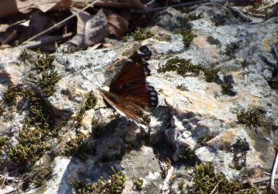 Mourning cloak,  a very worn individual  - Blue Mound State Park, WI - 2015-04-01