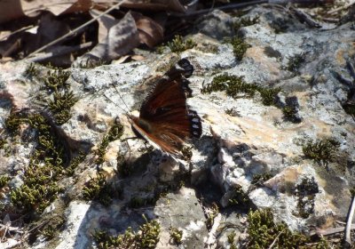 Mourning cloak, a very worn individual - Blue Mound State Park, WI - 2015-04-01