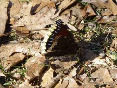 Mourning cloak - Blue Mound State Park, WI - 2015-04-01