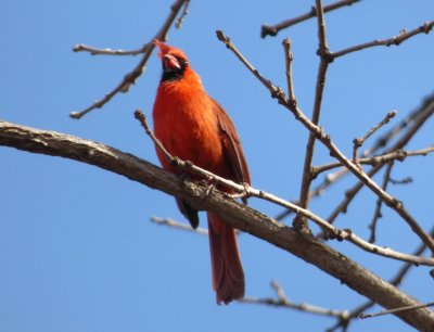 Northern cardinal - Stricker's Pond, Middleton, WI - 2015-04-02 