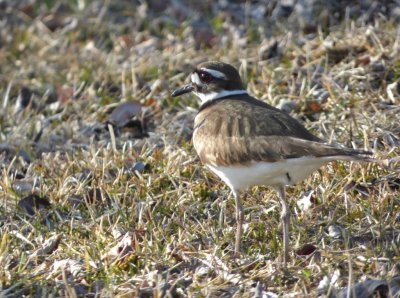 Kildeer - Badger Prairie County Park, Verona, WI - 2015-03-31