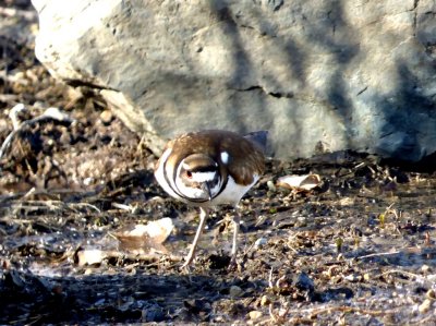 Kildeer - Badger Prairie County Park, Verona, WI - 2015-03-31