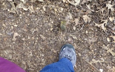 Ruby-crowned kinglet BY MY FOOT! - Stricker's Pond, Middleton, WI - 2013-04-26