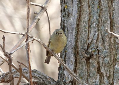 Ruby-crowned kinglet - Stricker's Pond, Middleton, WI - 2014-04-19 