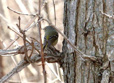 Ruby-crowned kinglet - Stricker's Pond, Middleton, WI - 2014-04-19 