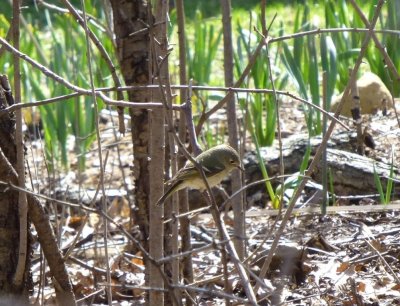 Ruby-crowned kinglet - Stricker's Pond, Middleton, WI - 2013-04-25