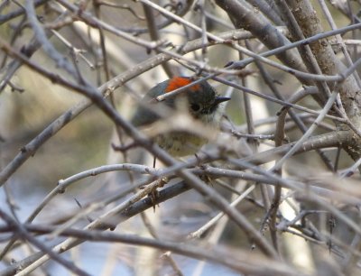 Ruby-crowned kinglet - Stricker's Pond, Middleton, WI - 2013-04-25