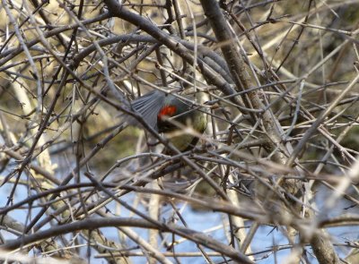 Ruby-crowned kinglet - Stricker's Pond, Middleton, WI - 2013-04-25