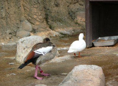 Egyptian goose and white duck - NEW Zoo, Green Bay, WI - 2008-06-04