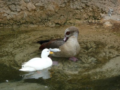 The Egyptian goose and the white duck - GALLERY