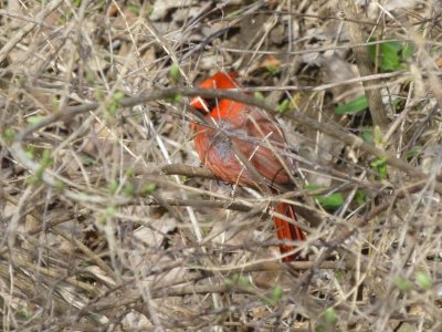 Northern cardiinal - Pheasant Branch Conservancy, Middleton, WI - 2015-04-12 