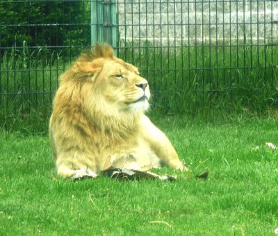 Lion male NEW Zoo 2008 June 4 