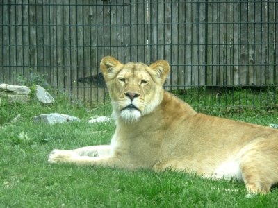 Lioness NEW Zoo 2008 June 4 