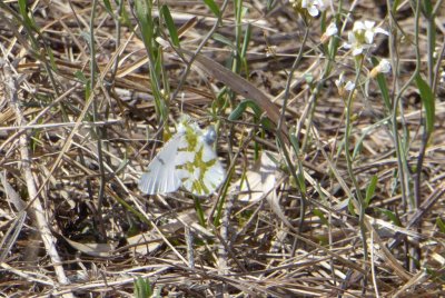 Olympia marble - Spring Green Preserve, WI - 2015-04-17