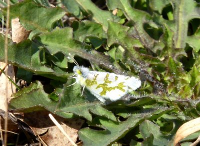 Olympia marble - Spring Green Preserve, WI - 2015-04-17