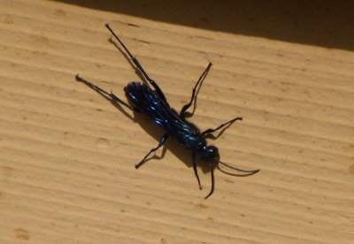 Other insects - GALLERY