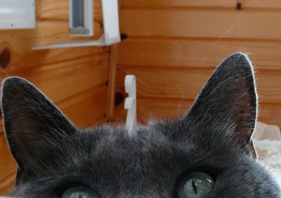 Other cats I've known - GALLERY