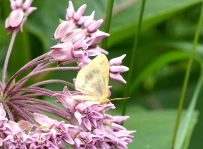 Interesting moth - Schurch Thomson Prairie, southern WI -  2015-07-01 