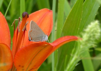 Coral hairstreaks - GALLERY