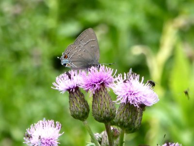 Banded hairstreaks - GALLERY