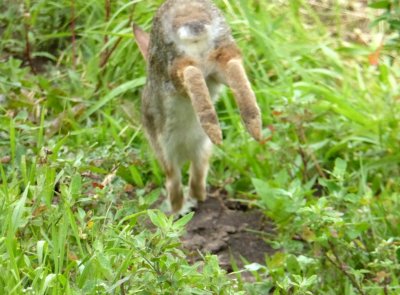 Rabbit - Schurch Thomson Prairie, southern WI -  2015-07-01 