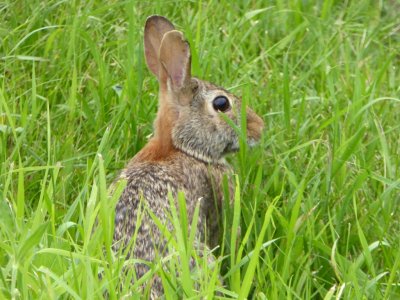 Rabbit - Schurch Thomson Prairie, southern WI -  2015-07-01 