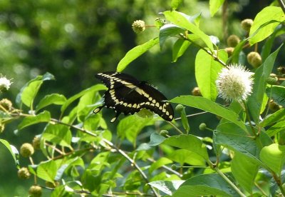 Giant swallowtail  - near Avoca, WI - August 15, 2013