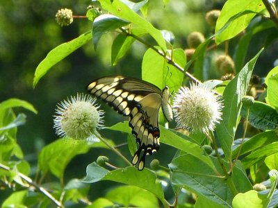 Giant swallowtail  - near Avoca, WI - August 15, 2013