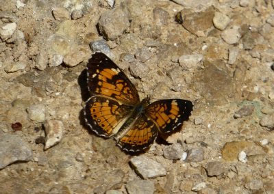 Silvery checkerspots-GALLERY
